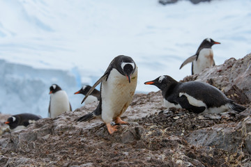 Gentoo penguins on beach