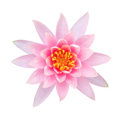 Light pink color lotus flower top view isolated on white background, clipping path included