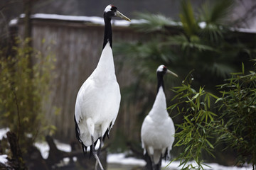The red-crowned crane, Grus japonensis, called the Japanese crane