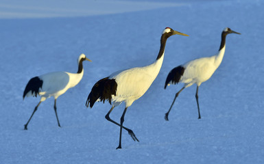 Dancing Cranes. The red-crowned crane (Sceincific name: Grus japonensis), also called the Japanese crane or Manchurian crane, is a large East Asian crane.