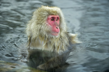 Snow monkey in a natural onsen (hot spring), located in Jigokudani Park, Yudanaka. Nagano Japan. The Japanese macaque ( Scincific name: Macaca fuscata), also known as the snow monkey.