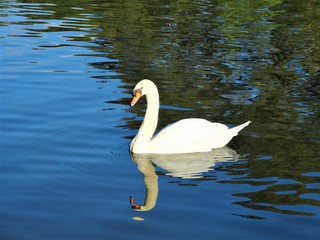 Fototapeta premium Cisne