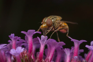 Hoverfly - Rhingia campestris - on a Verbena flower