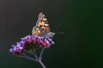 Painted Lady Butterfly - Vanessa cardui - on a Verbena flower