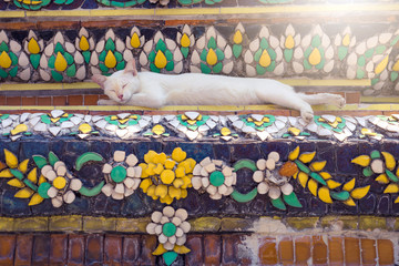 Fototapeta premium Cat sleeping on Pagoda in Wat pho Buddhist temple in Thailand
