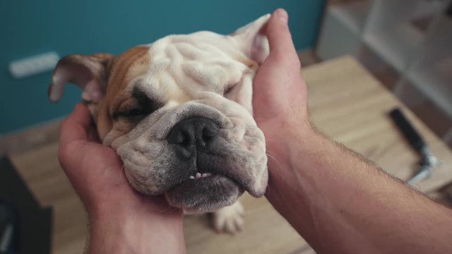 Close up hand man stroking beautiful white brown english bulldog sitting on table dog face animal breed play lawn bull portrait playful pedigree cute happy mammal slow monion pet