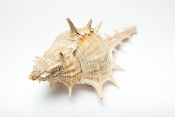 Close up, sea shell isolated on white background.