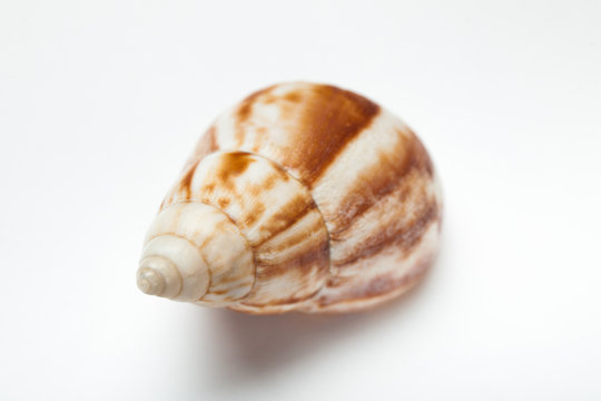 Spiral seashell on a white background.