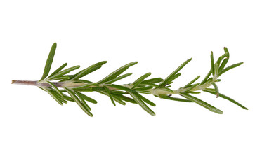 Fototapeta premium rosemary isolated on white background