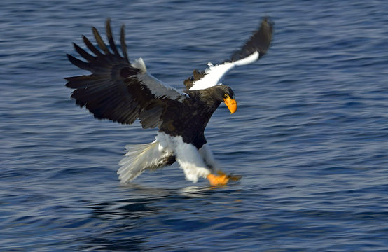 Steller's sea eagle fishing. Adult Steller's sea eagle (sciencific name:Haliaeetus pelagicus).
