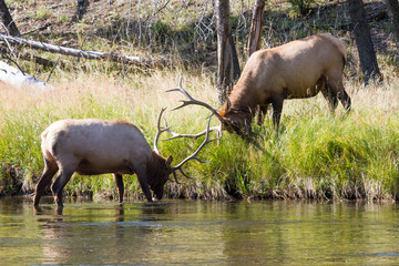 Kämpfende Wapiti Hirsche 10