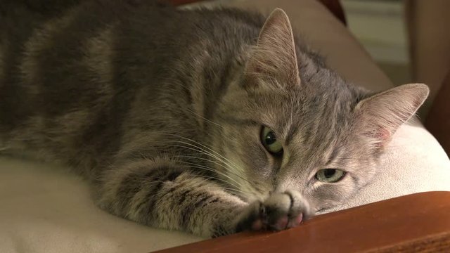 Portrait of gray domestic striped cat
