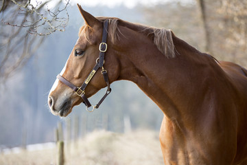 Portrait eines Pferdes am Waldrand