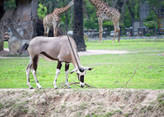 Orix in the Zoo