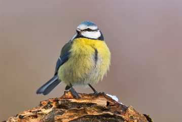 Beautiful blue tit