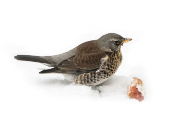 Hungry fieldfare sitting on a snow covered lawn with an apple piece partly isolated on white background looking to the right