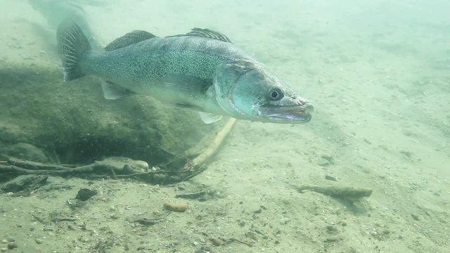 Beautiful Pike perch (Sander lucioperca). Underwater video of fresh water fish. Animals in nature. Close up swimming pike perch, Huge Walleye or Zander. Lake or river habitat. 