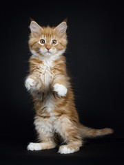 Dancing red tabby with white Maine Coon cat / kitten standing on back paws like meerkat looking into the lens isolated on black background