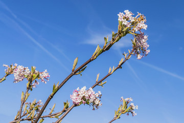 Flowering branch with pink flowers and white flowers against the blue sky. Spring. Blue sky. Sunny spring day. The first leaves in the trees.  Flowering  trees.