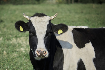 Beautiful black and white cow grazing on a summer green meadow. Close up view