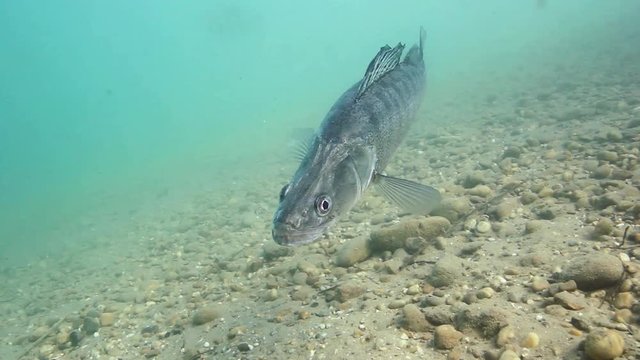 Beautiful Pike perch (Sander lucioperca). Underwater video of fresh water fish. Animals in nature. Close up swimming pike perch, Huge Walleye or Zander. Lake or river habitat. 