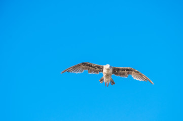 Fototapeta premium Seagull soaring in the blue sky 