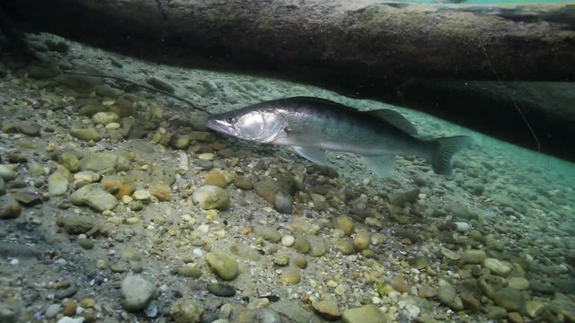 Beautiful Pike perch (Sander lucioperca). Underwater video of fresh water fish. Animals in nature. Close up swimming pike perch, Huge Walleye or Zander. Lake or river habitat. 