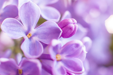Fototapeta na wymiar Purple flowers of lilac macro, close-up