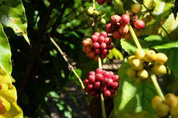 Organic red coffee cherries, raw coffee bean on coffee tree plantation