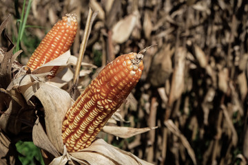 Brown and dried out corn and corn stocks still standing in a corn field after the harvest season has ended.