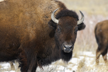 American bison bull takes a break from grazing on the prairie in Colorado