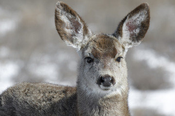 Curious young female mule deer finds food during winter in Colorado