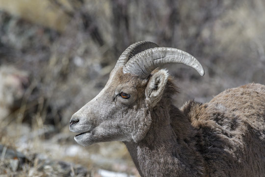 Bighorn sheep looks for food in the winter in the Rocky Mountains, Colorado