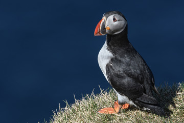 Puffin enjoys a beautiful day on the Langanes Peninsula bird cliffs in north Iceland