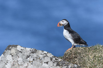 Puffin enjoys a beautiful day on the Langanes Peninsula bird cliffs in north Iceland