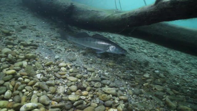 Beautiful Pike perch (Sander lucioperca). Underwater video of fresh water fish. Animals in nature. Close up swimming pike perch, Huge Walleye or Zander. Lake or river habitat. 