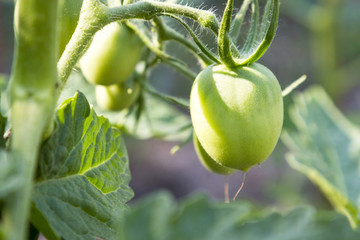 Damaged rotten green tomato by insect bite on farm in summer. healthy food