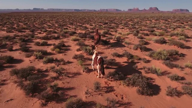 follow over top of horse low Wild horses, drone aerial 4k, monument valley, valley of the gods, desert, cowboy, desolate, mustang, range, utah, nevada, arizona, gallup, paint horse