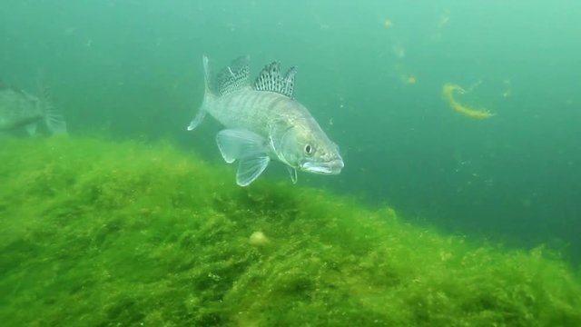Beautiful Pike perch (Sander lucioperca). Underwater video of fresh water fish. Animals in nature. Close up swimming pike perch, Huge Walleye or Zander. Lake or river habitat. 
