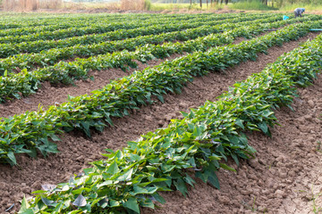 Sweet potato garden with farmers.