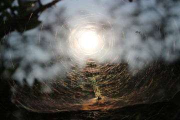The spider web