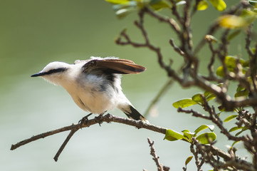 Aves
