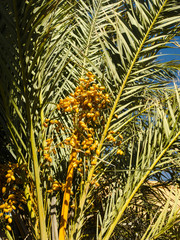 Dattelpalme in Portugal