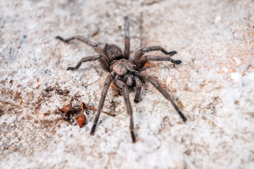 live brown tarantula