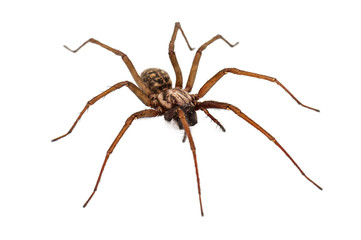 live predatory spider isolated