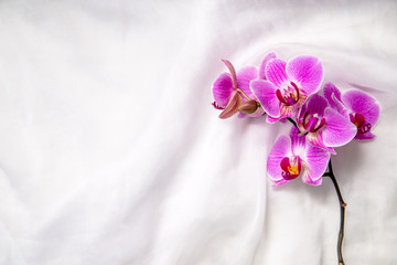 The branch of purple orchids on white fabric background 