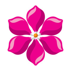 frangipani flower natural bloom decoration ornament