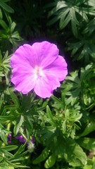 Obraz premium Purple life