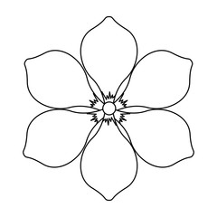 frangipani flower natural bloom decoration ornament