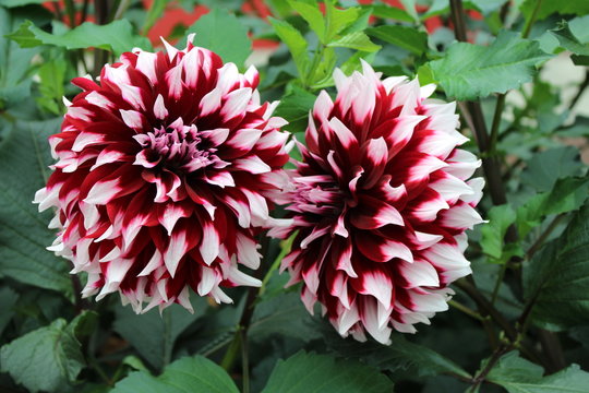 Picot Bilder Durchsuchen 642 Archivfotos, und Videos